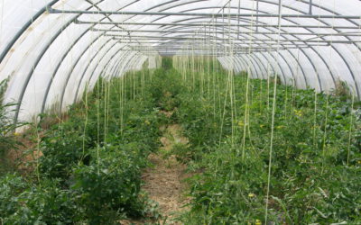 Sabores Próximos, huerta ecológica a un paso del centro de Zaragoza